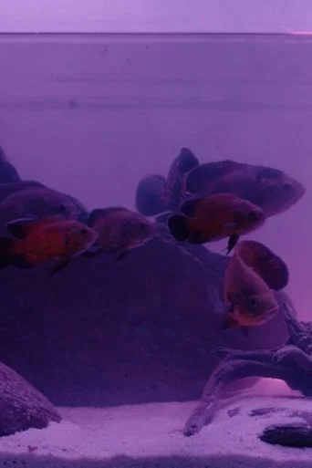 Dentures poster
